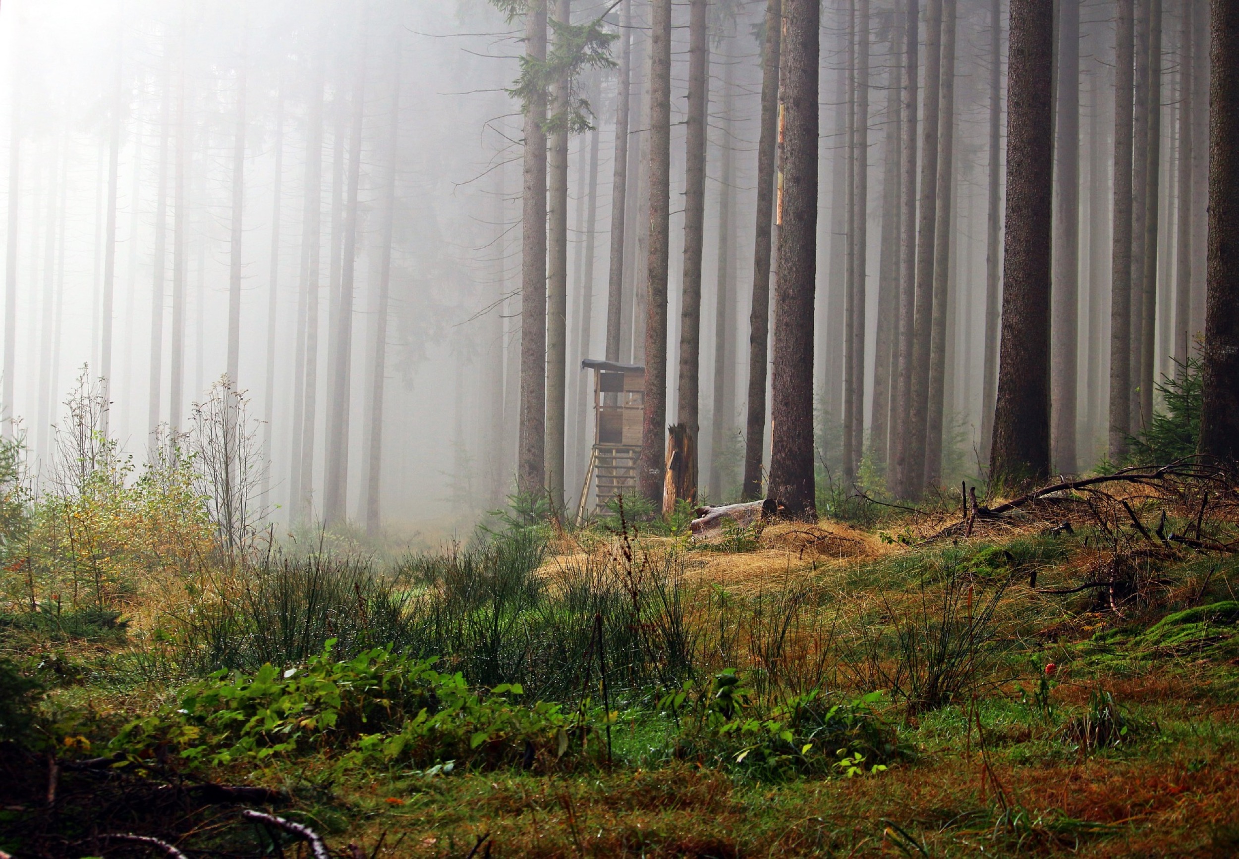 Hochsitz im harz brocken
