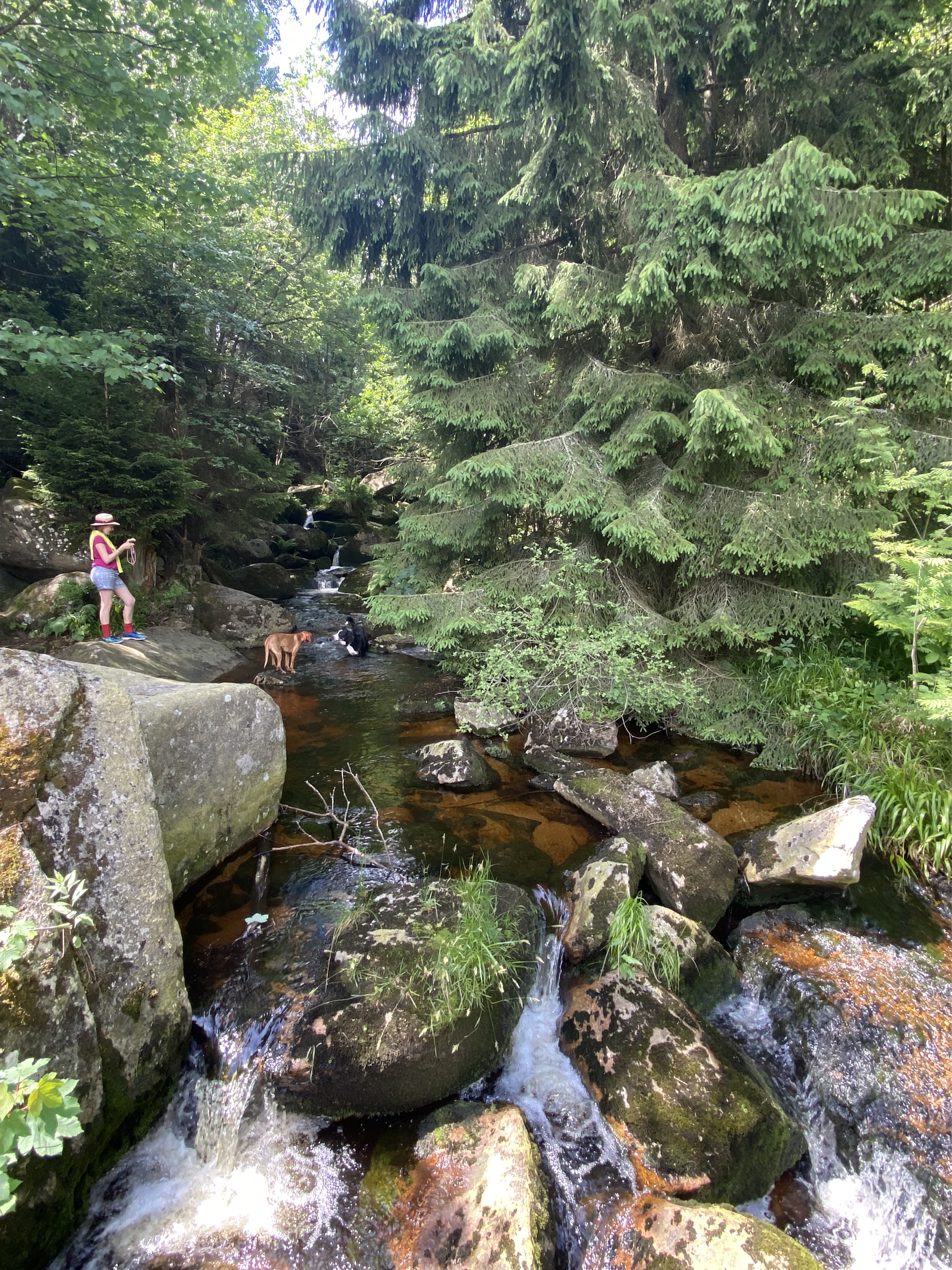 bach-im-wald-auf-dem-harz