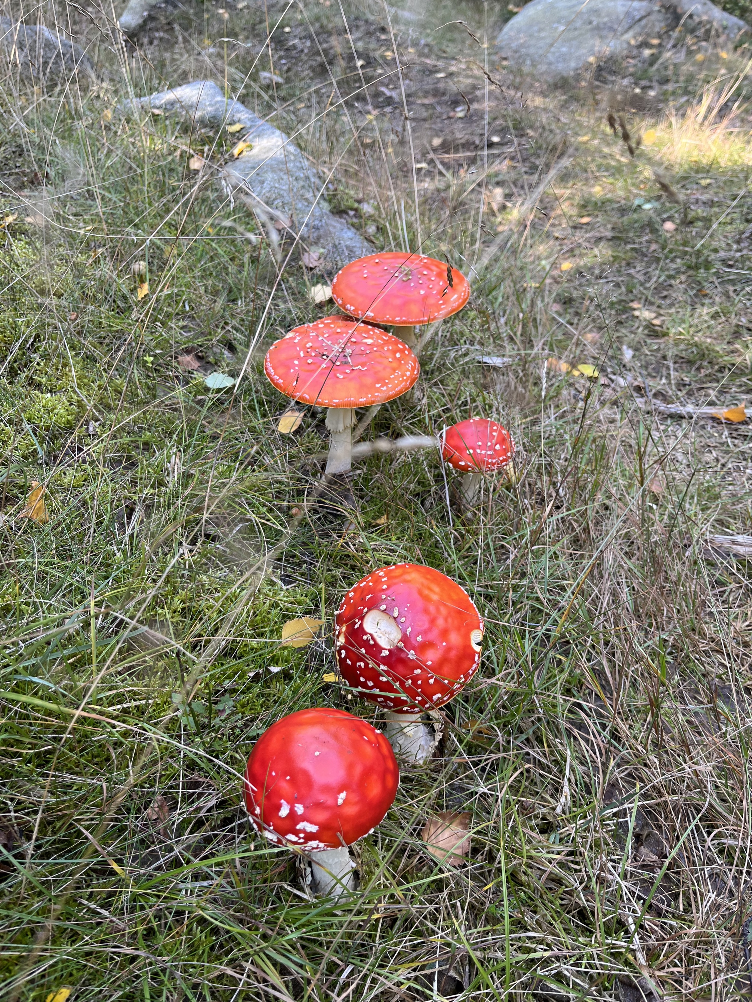 fliegenpilze-im-wald-harz