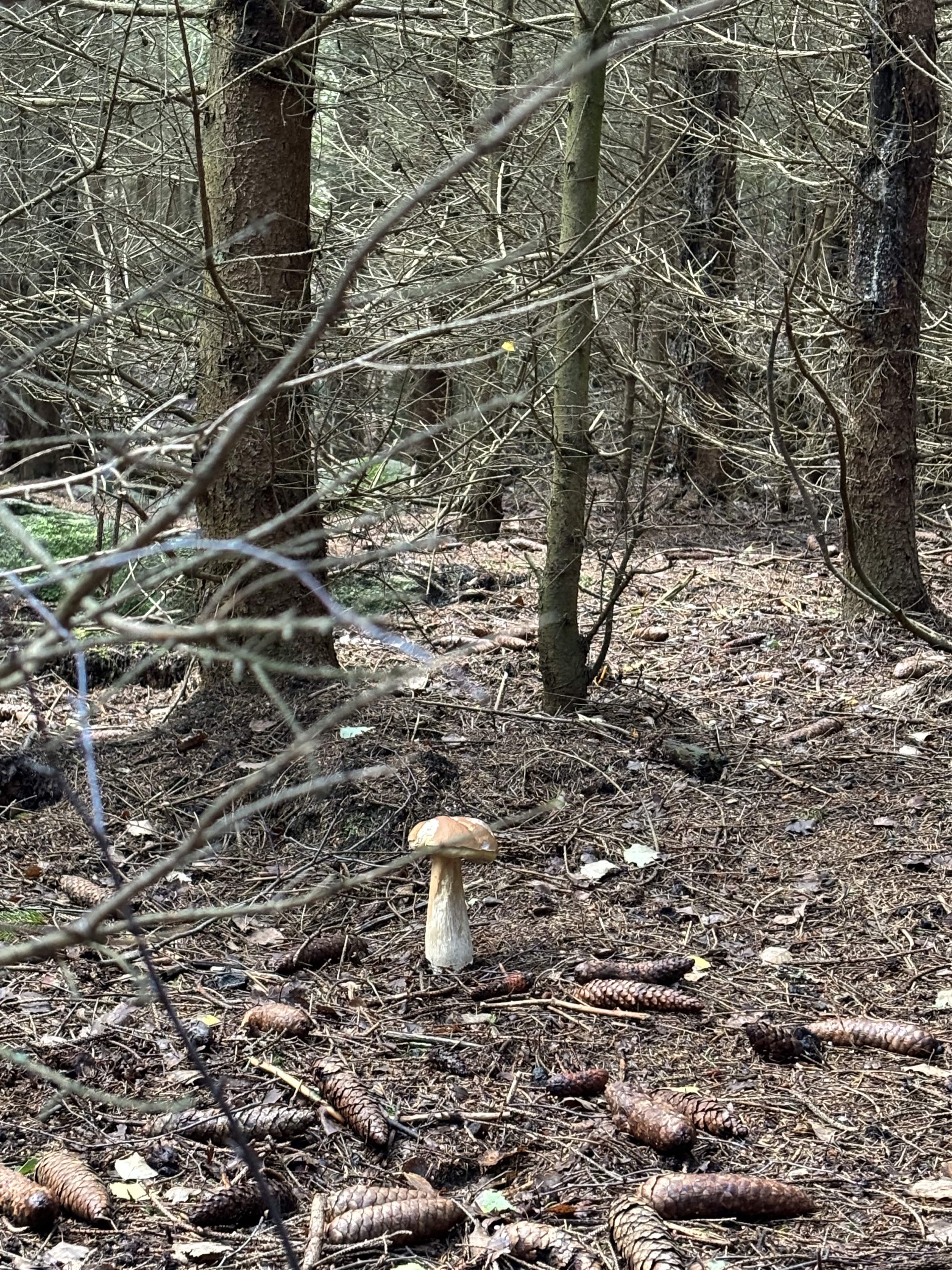 harz-einzelner-steinpilz-im-nadelwald-zwischen-tannenzapfen