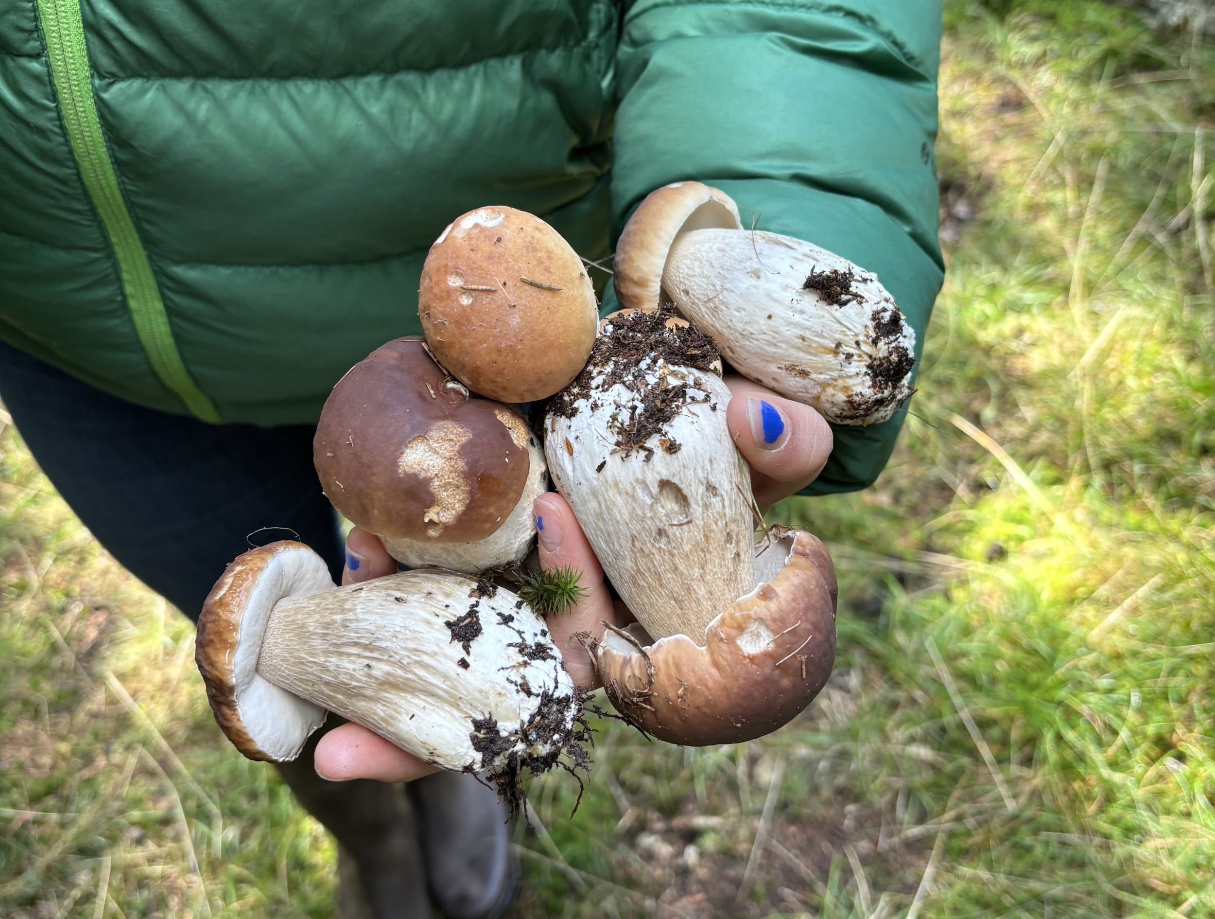 harz hand haelt mehrere frisch gesammelte steinpilze
