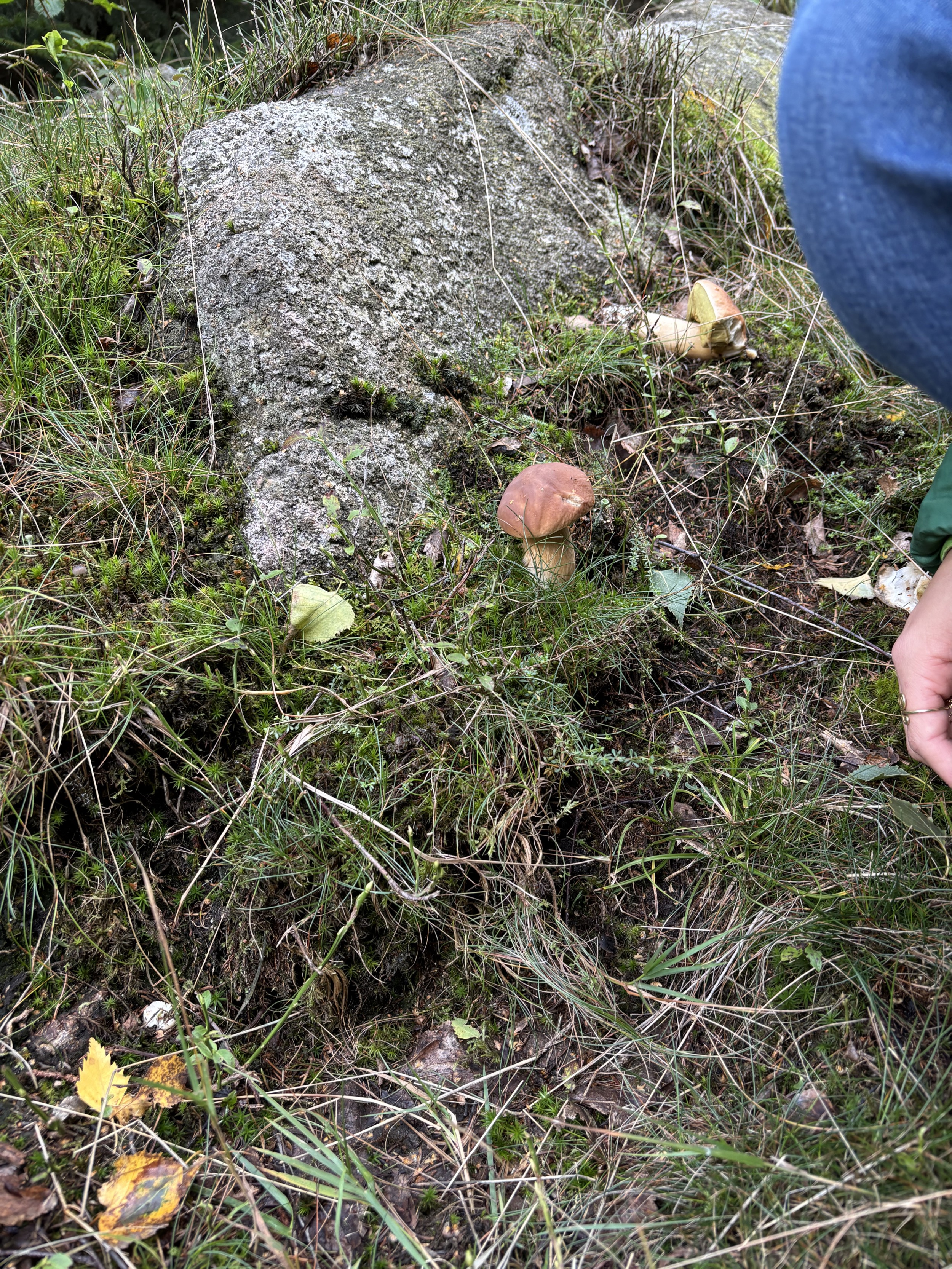 harz-kleiner-steinpilz-am-fuss-eines-bemoosten-granitfelsens