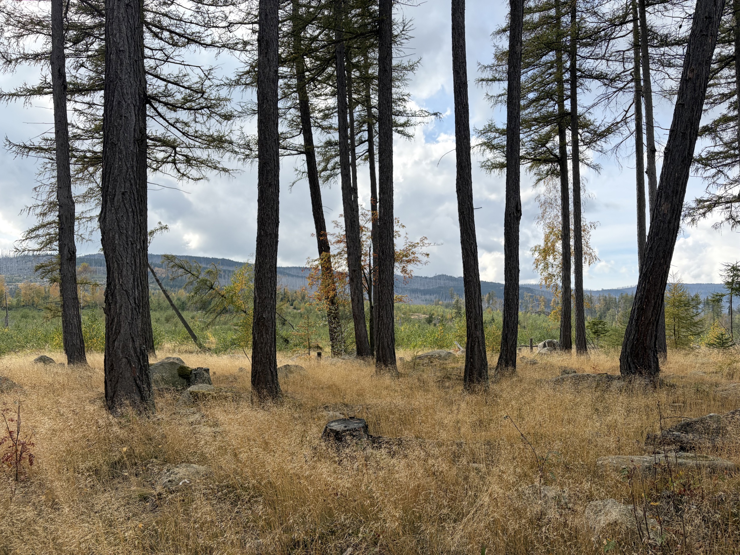 harz lichtung mit hohen baeumen trockener wiese und fernblick auf huegel