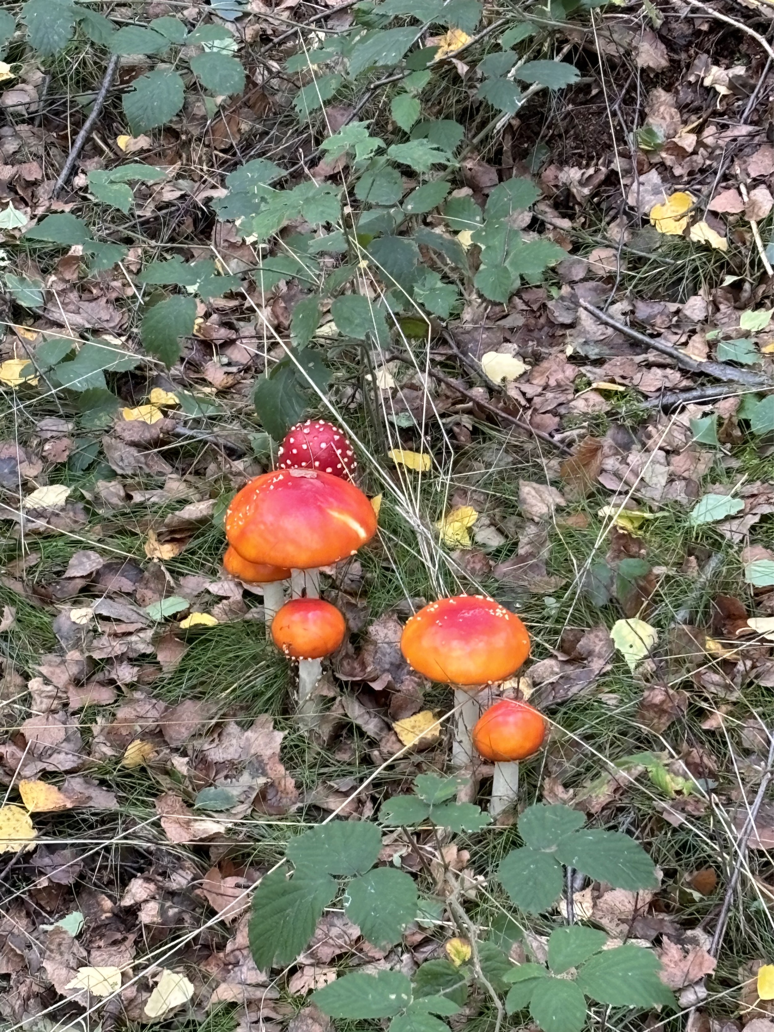 harz-mehrere-fliegenpilze-im-herbstlaub-zwischen-brombeerranken