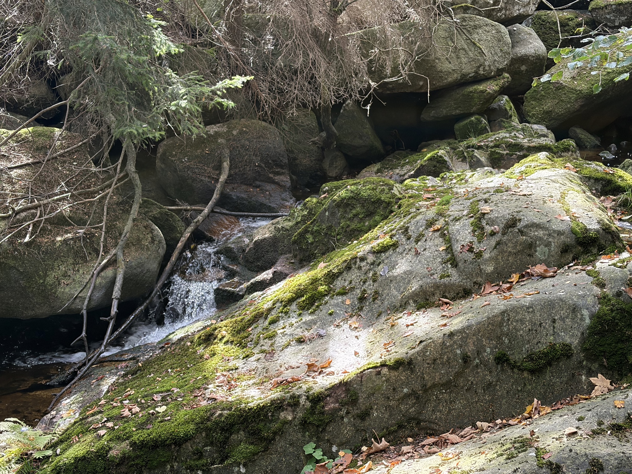 harz nahaufnahme moosiger felsen mit wasserfall und herabhaengenden zweigen