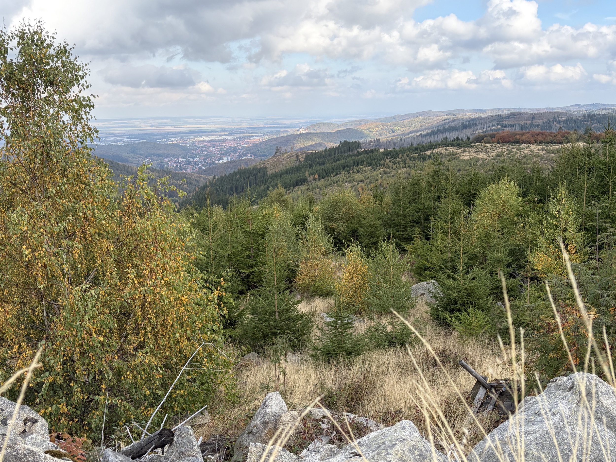 harz panoramablick ins tal mit birke im vordergrund und schloss auf huegel