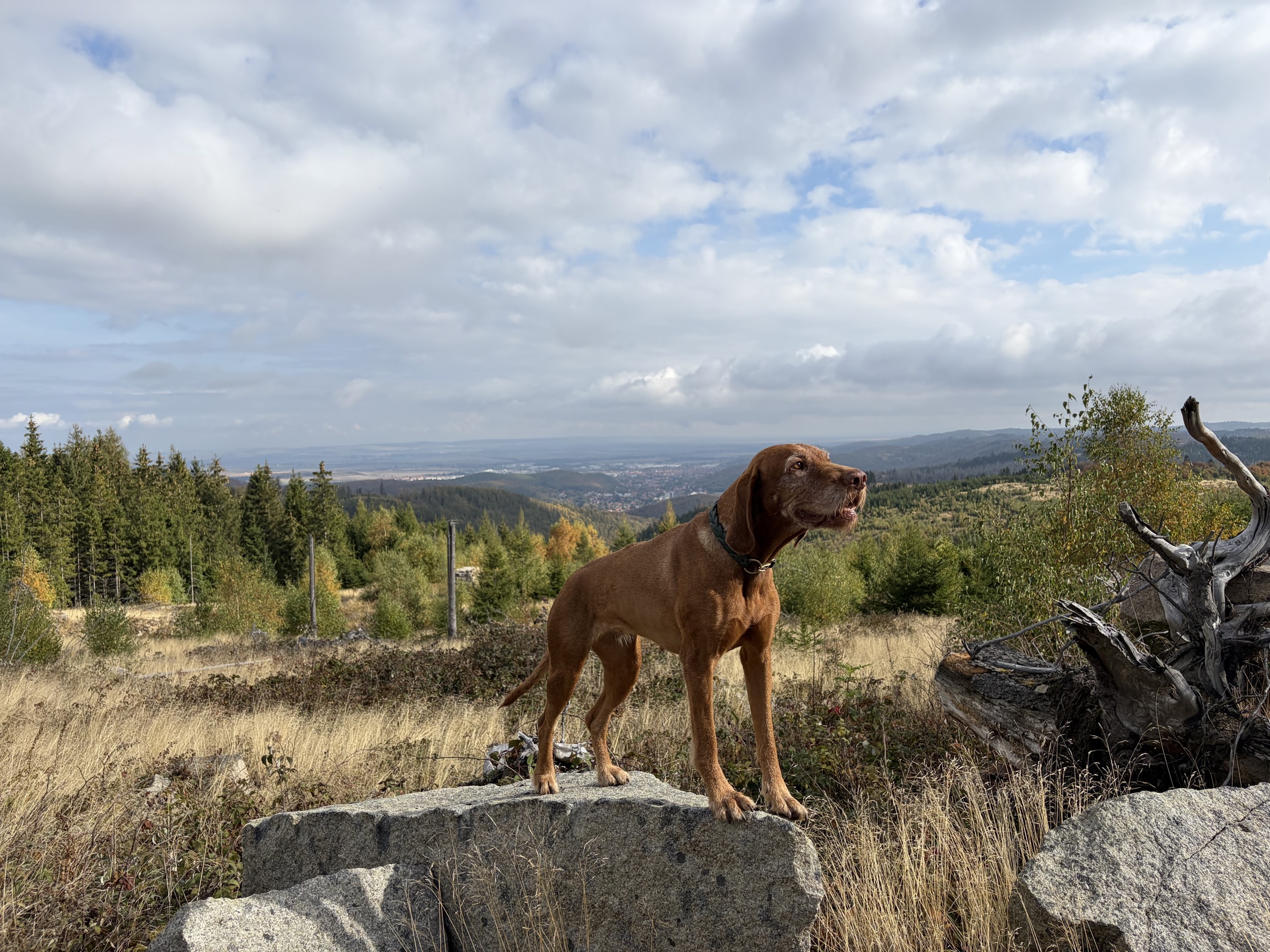 harz rotbrauner kurzhaariger hund auf felsen mit fernblick ins tal