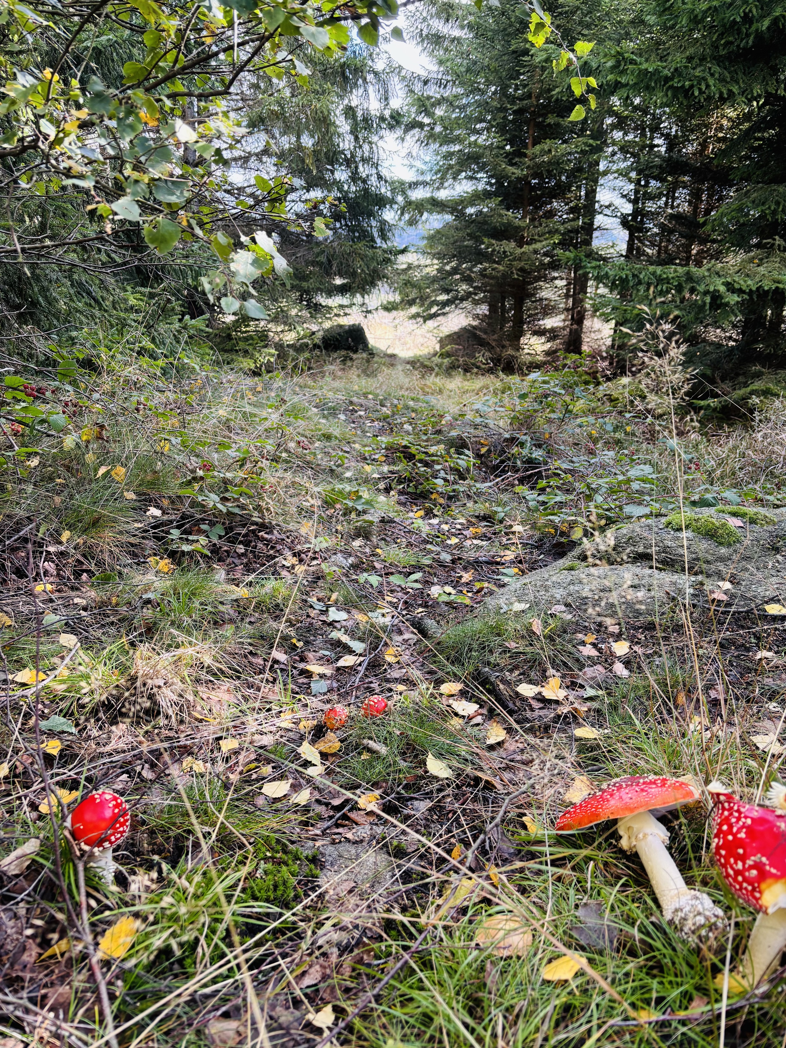 harz-waldpfad-mit-fliegenpilzen-im-vordergrund-blick-durch-baeume-auf-lichtung