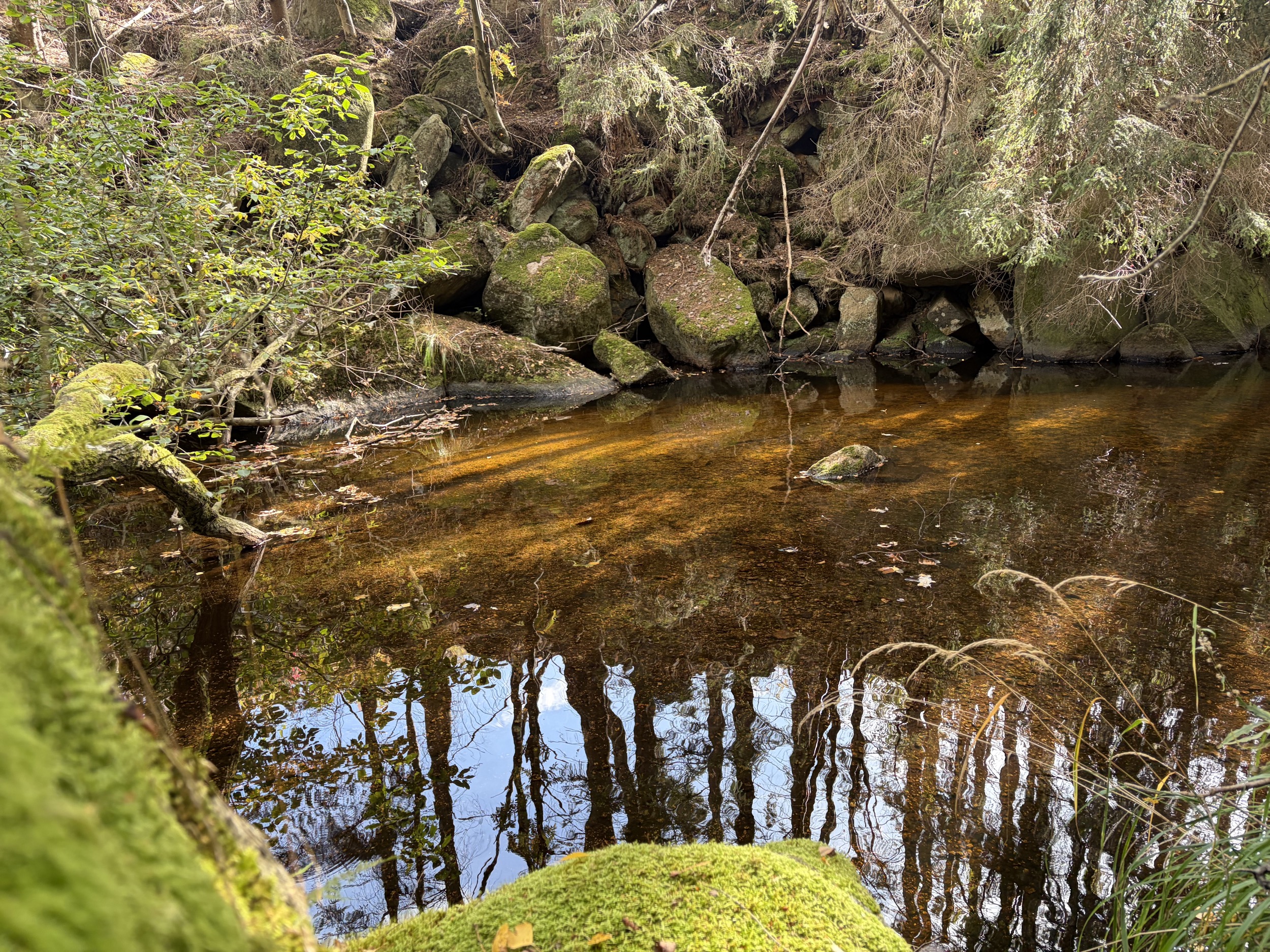 harz waldteich mit baumspiegelung und moosigem stein im vordergrund