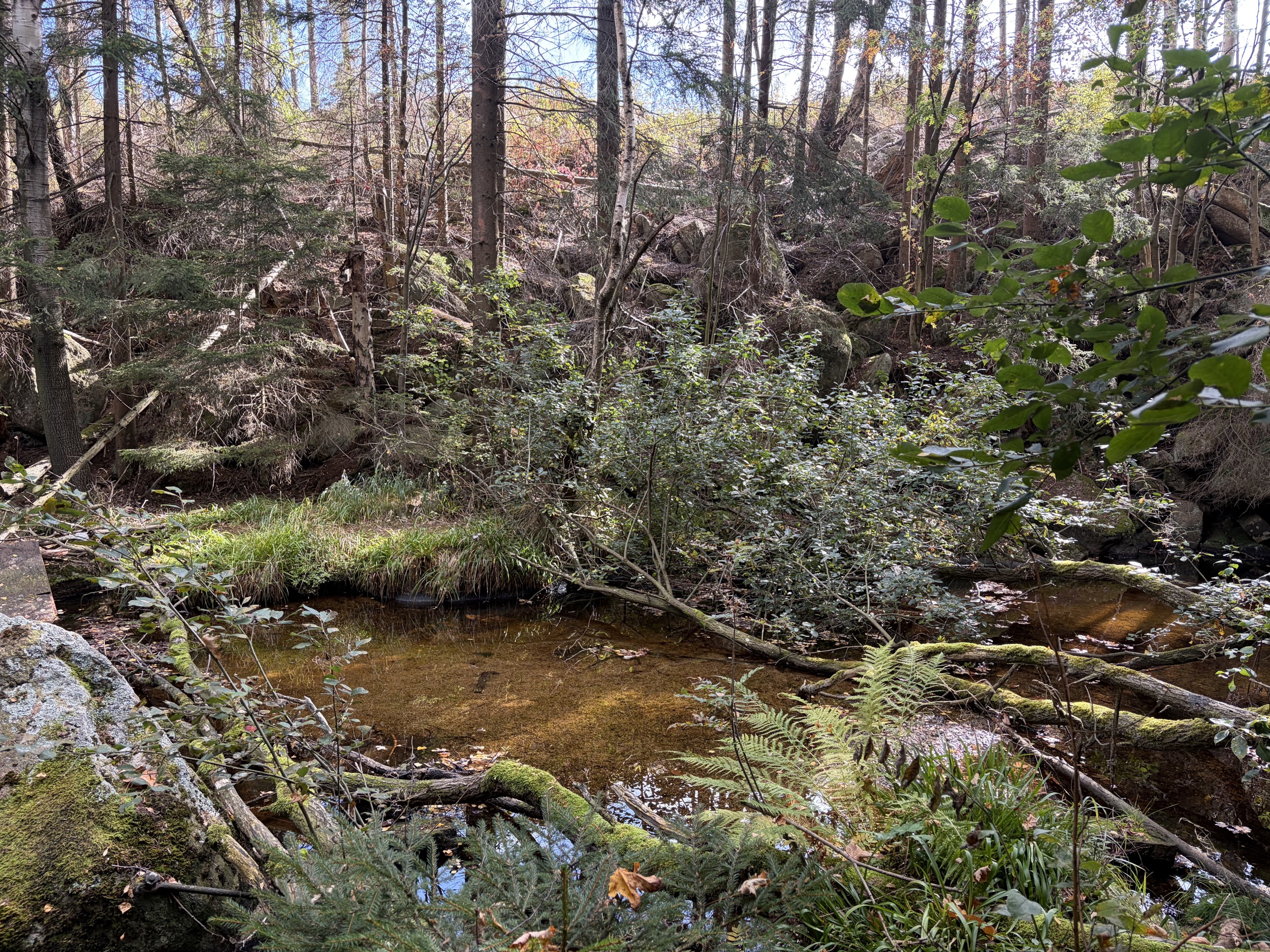 harz waldteich mit wasserspiegelung und bemoosten uferfelsen