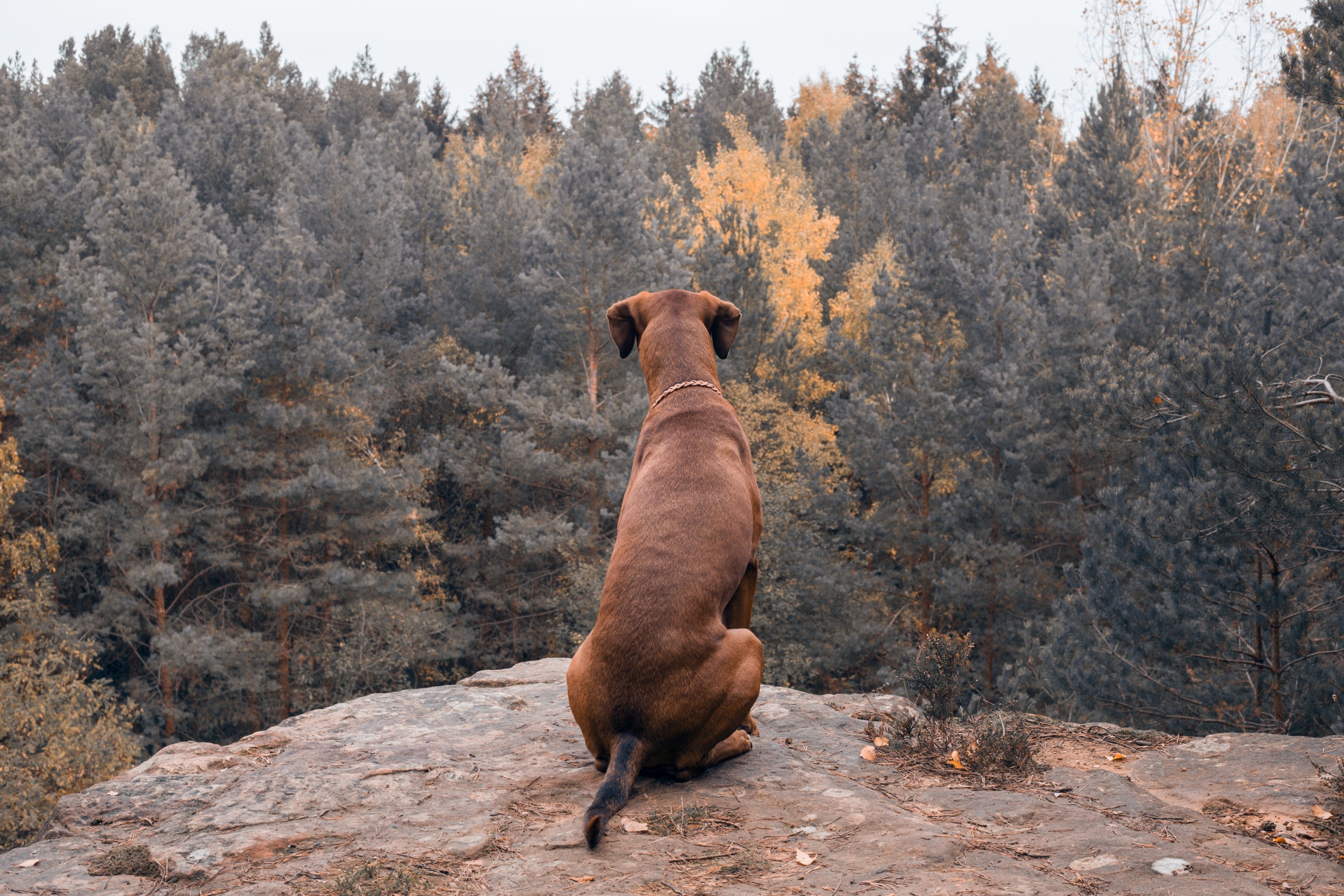 hund auf einem felsen schaut auf wald