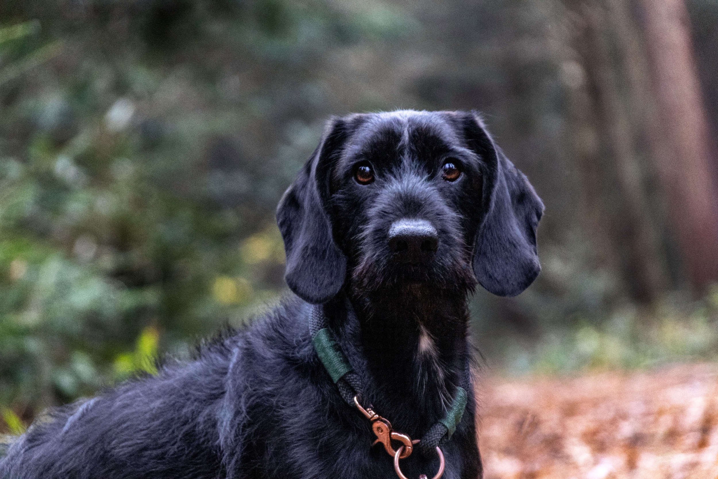 hund im harz