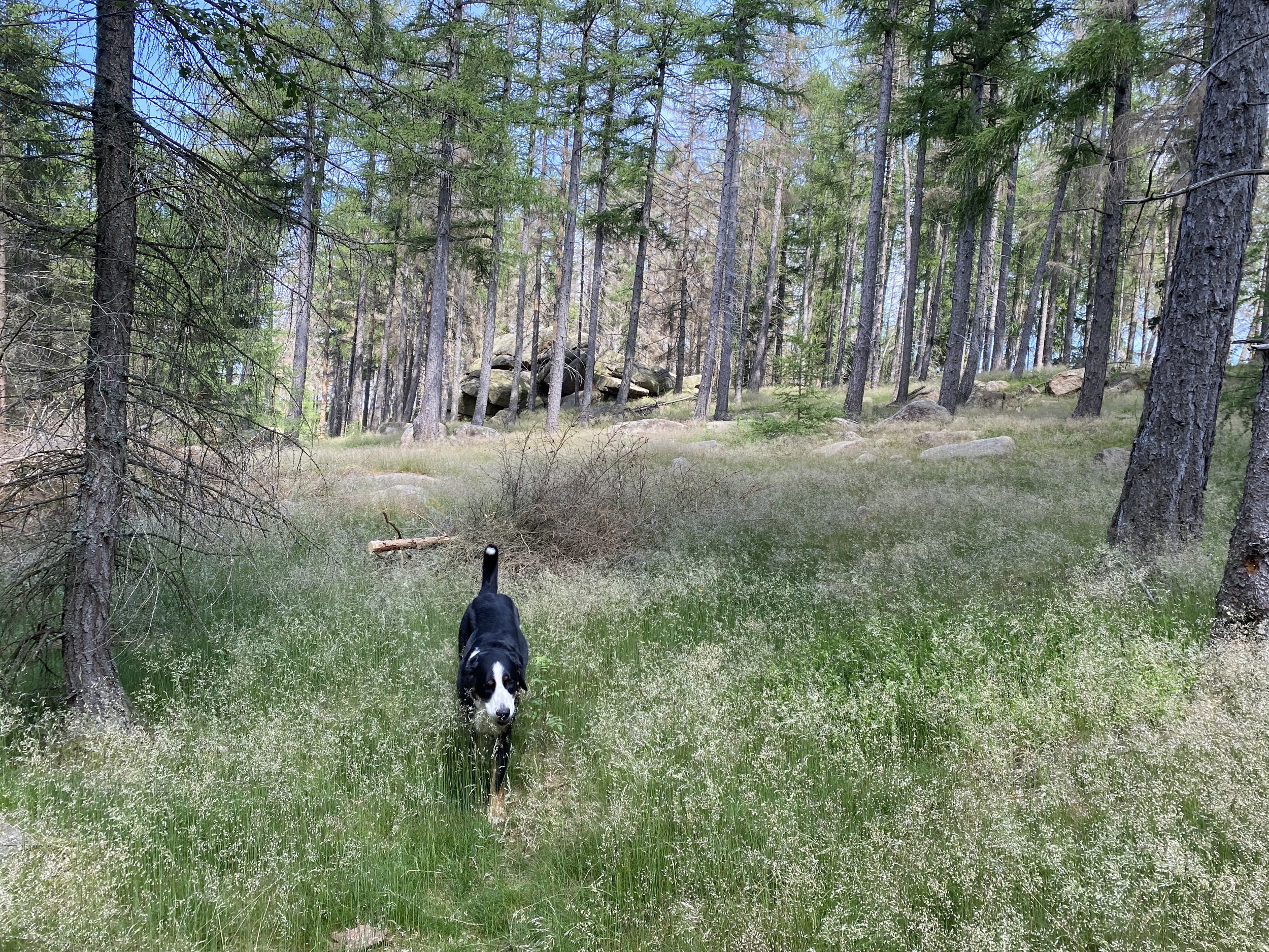 hund im wald