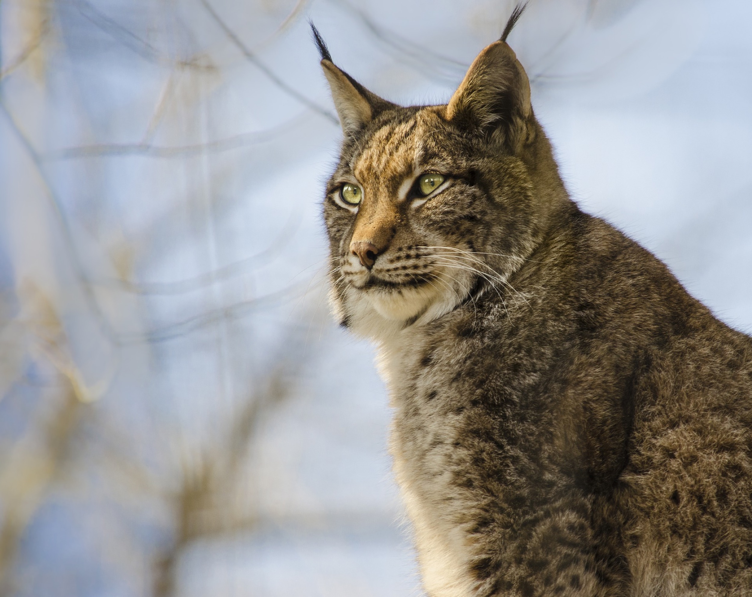 luchs im harz auf dem brocken