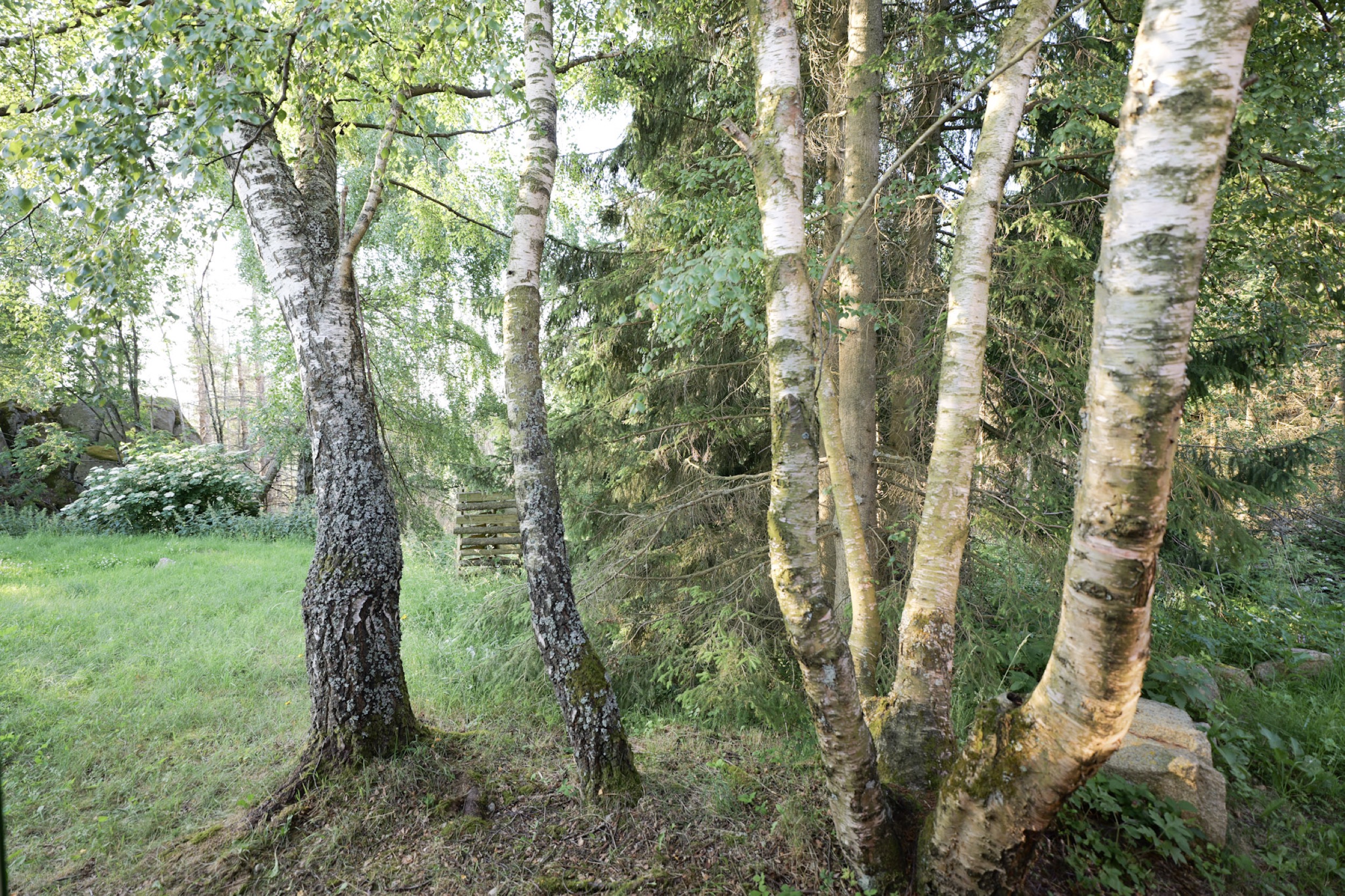 puppenhaus birkengruppe mit felsen im garten