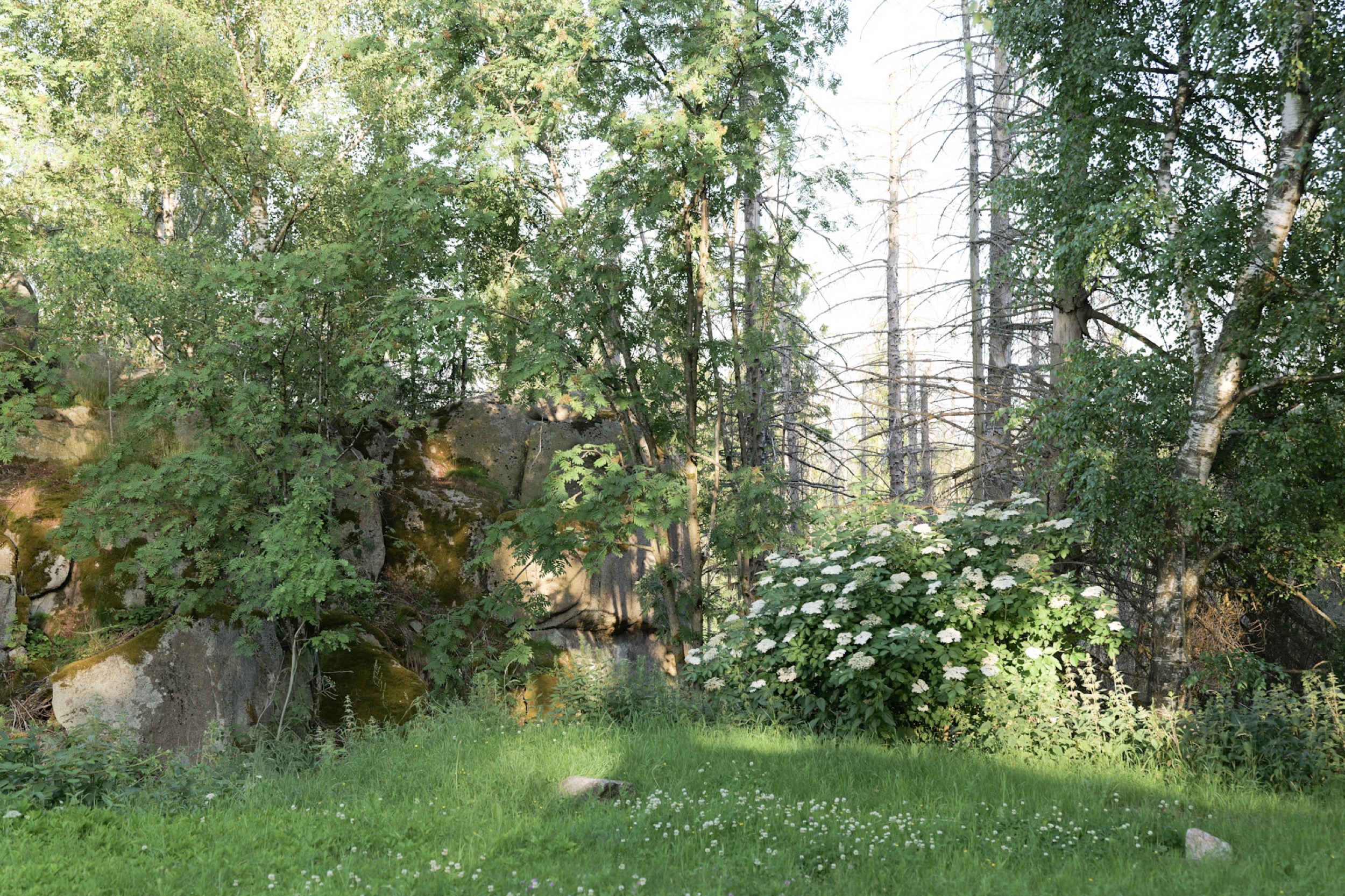 puppenhaus waldlichtung mit felsbrocken und bluehendem strauch