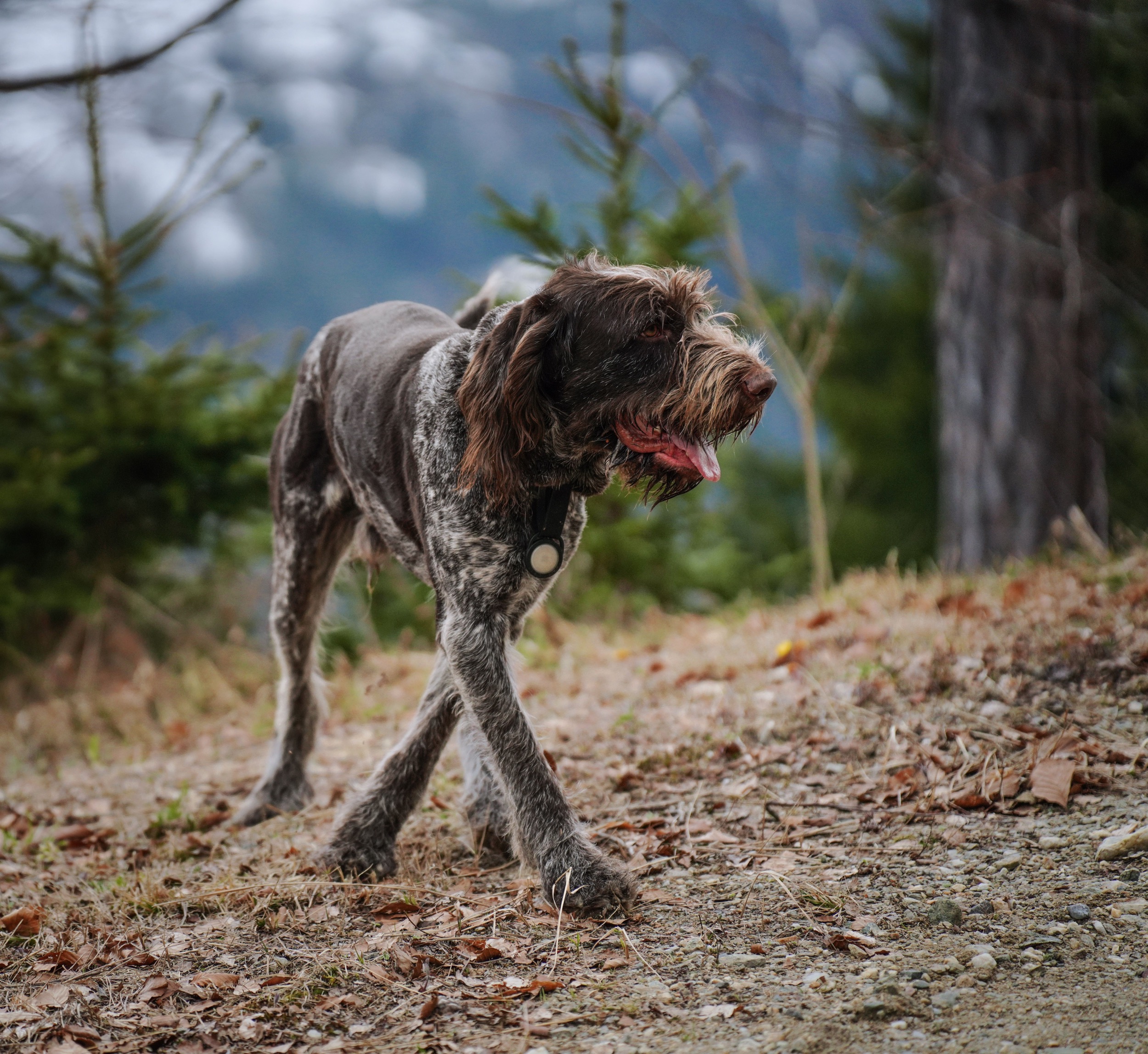 spaziergang mit hund im harz